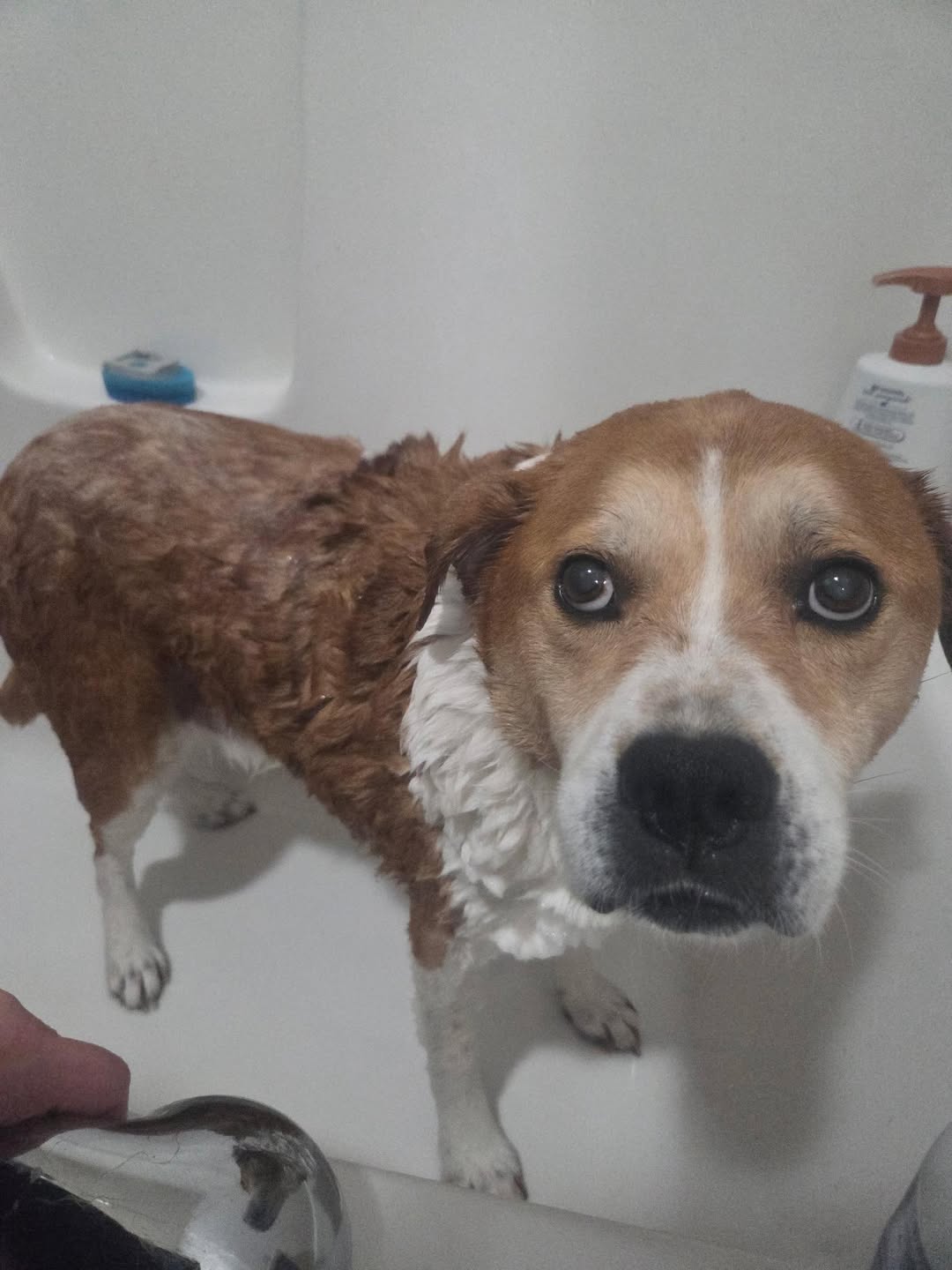 Thaddius, a senior rescue dog, getting a bath